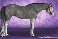 Horse Color:Grullo Roan Sabino Splash  and Grullo Roan Sabino Splash 