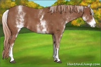 Horse Color:White Spotted Chestnut Sabino 
