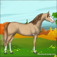 Horse Color:Red Dun Splash 