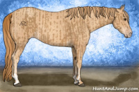 Horse Color:Chestnut  and Gold Champagne 