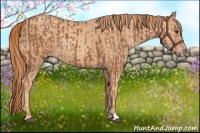 Horse Color:Chestnut and Gold Champagne