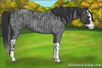 Horse Color:Blue Roan Sabino Splash  and Blue Roan Sabino Splash 