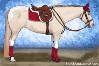 Horse Color:Gold Champagne Roan Dun Splash Tobiano Frame Appaloosa Rabicano 
