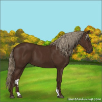 Horse Color:Gray Chestnut 