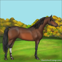 Horse Color:Brown 