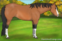 Horse Color:Bay Splash 