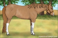 Horse Color:Chestnut Rabicano 