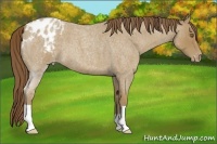 Horse Color:Classic Cream Champagne Roan Appaloosa 