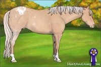 Horse Color:Silver Amber Champagne Roan Appaloosa 