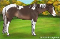 Horse Color:Liver Chestnut Splash Tobiano Rabicano 