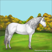 Horse Color:Gray Liver Chestnut 
