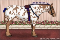 Horse Color:Chestnut Appaloosa 