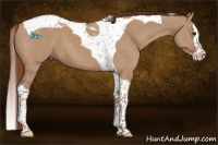 Horse Color:Red Dun Splash Tobiano