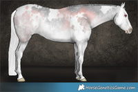 Horse Color:White Spotted Silver Bay Chinchilla Splash 