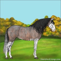 Horse Color:Blue Roan Sabino Splash and Brown Roan Sabino Splash