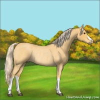 Horse Color:Palomino Roan Rabicano