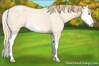 Horse Color:Gold Champagne Roan Dun Splash Rabicano 