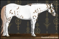 Horse Color:Chocolate Palomino Tobiano Near Leopard 