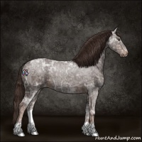 Horse Color:Liver Chestnut Ice Appaloosa 