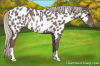 Horse Color:Silver Black Appaloosa Rabicano 