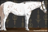 Horse Color:Chestnut Tobiano Appaloosa 