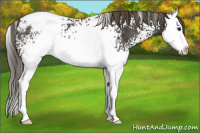 Horse Color:White Spotted Smoky Black Splash Appaloosa Rabicano 