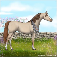 Horse Color:Red Dun Sabino Rabicano