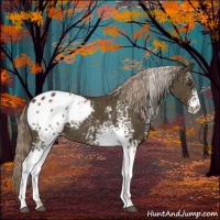 Horse Color:White Spotted Chocolate Palomino Sabino Appaloosa Rabicano 