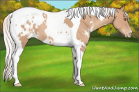 Horse Color:White Spotted Silver Classic Champagne Tobiano Appaloosa 