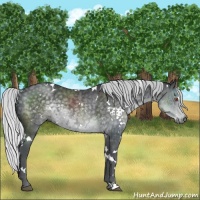 Horse Color:White Spotted Silver Black Chinchilla 