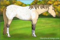 Horse Color:Buckskin Roan Dun Appaloosa Rabicano 