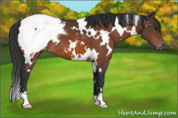 Horse Color:White Spotted Brown Appaloosa 