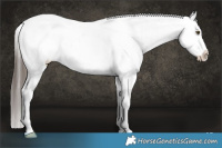 Horse Color:White Spotted Liver Red Dun Appaloosa 