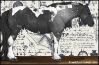 Horse Color:Black Tobiano 