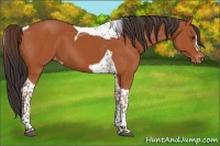 Horse Color:Bay Tobiano Appaloosa 