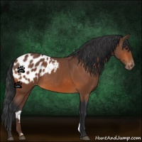 Horse Color:Bay Appaloosa 
