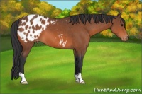 Horse Color:Bay Appaloosa 