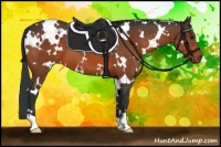 Horse Color:White Spotted Bay 