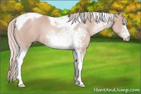 Horse Color:White Spotted Silver Classic Champagne Tobiano 
