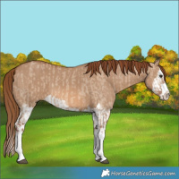 Horse Color:Red Dun Splash and Red Dun Splash