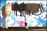 Horse Color:Buckskin Sabino Splash Frame Appaloosa 