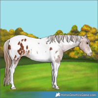 Horse Color:Chestnut Tobiano Appaloosa