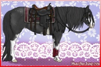 Horse Color:Black Sabino Appaloosa 