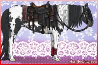 Horse Color:White Spotted Black Varnish 