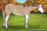 Horse Color:Red Dun Splash  and Red Dun Splash 