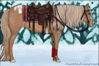 Horse Color:Chestnut Appaloosa 