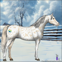 Horse Color:Red Dun Appaloosa 
