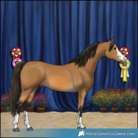 Horse Color:Gray Buckskin 