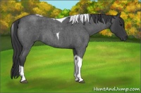Horse Color:Blue Roan Tobiano 