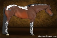 Horse Color:Bay Tobiano 